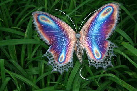 Butterflies: Flying Colors